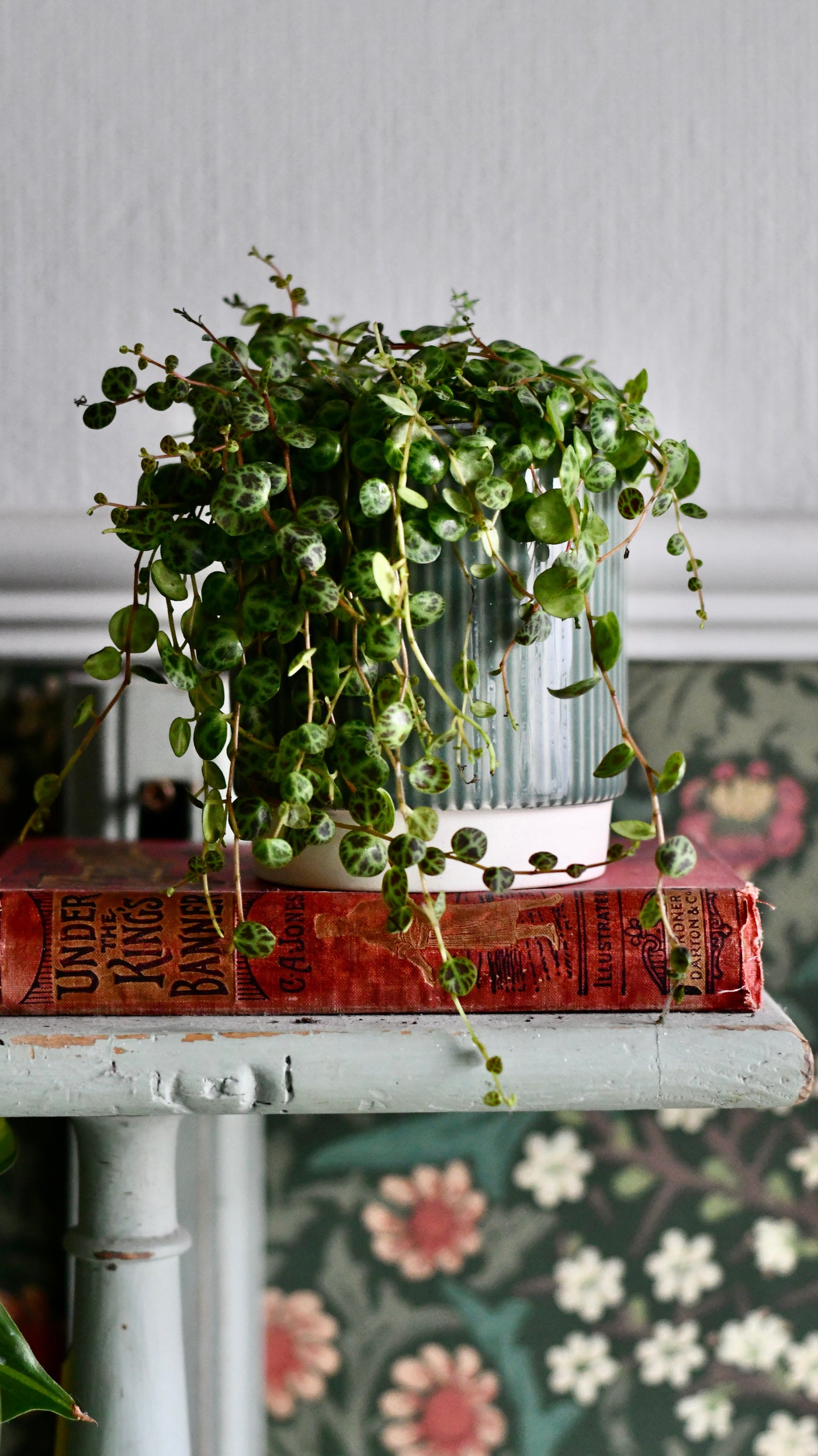 String of Turtles (Peperomia prostrata, turtles on a string)