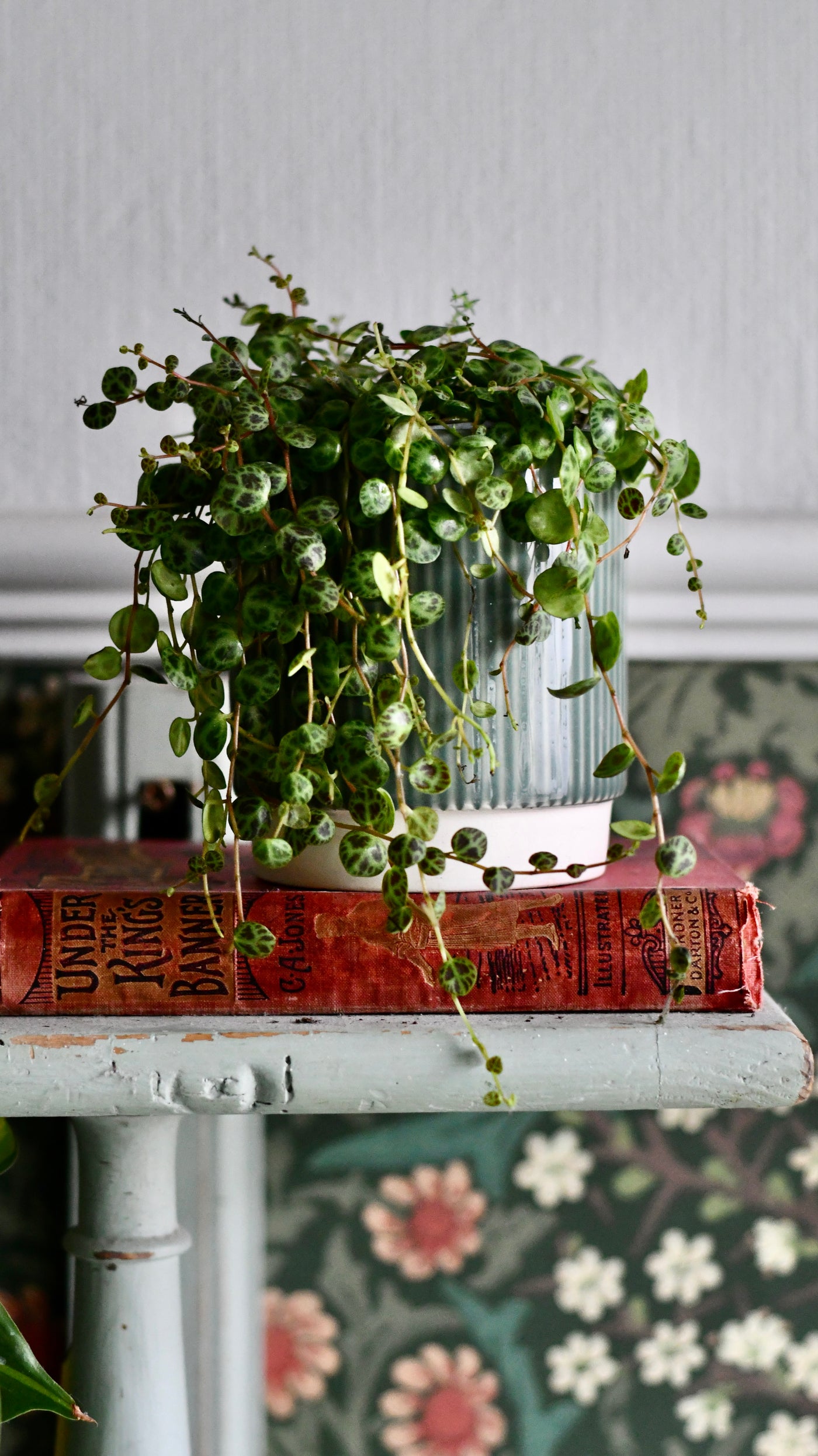 small trailing house plants String of Turtles