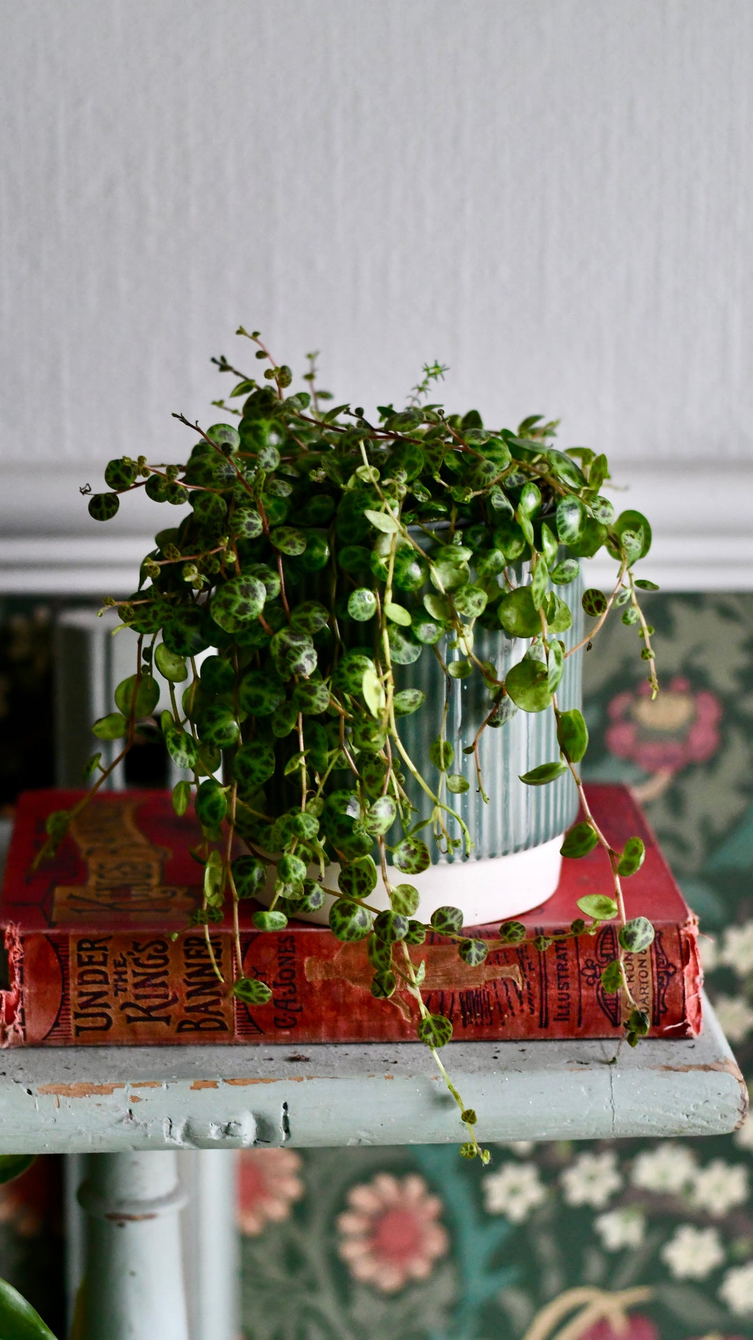 house plants with small round leaves String of Turtles