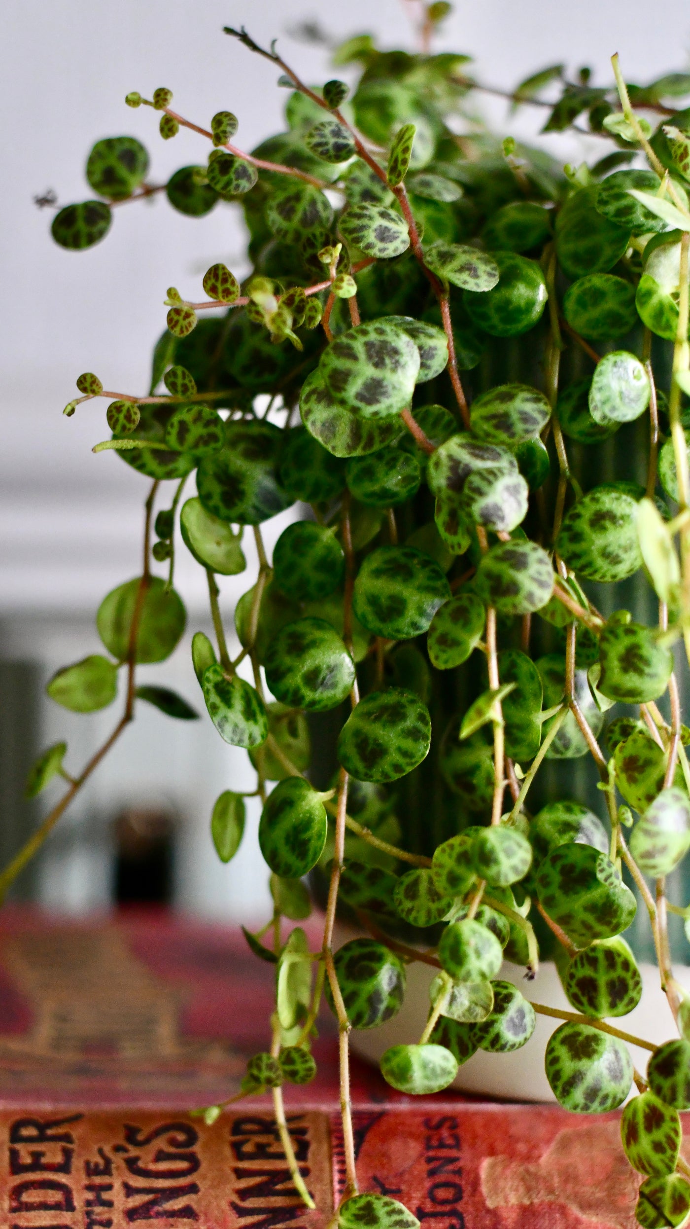 String of Turtles (Peperomia prostrata, turtles on a string)