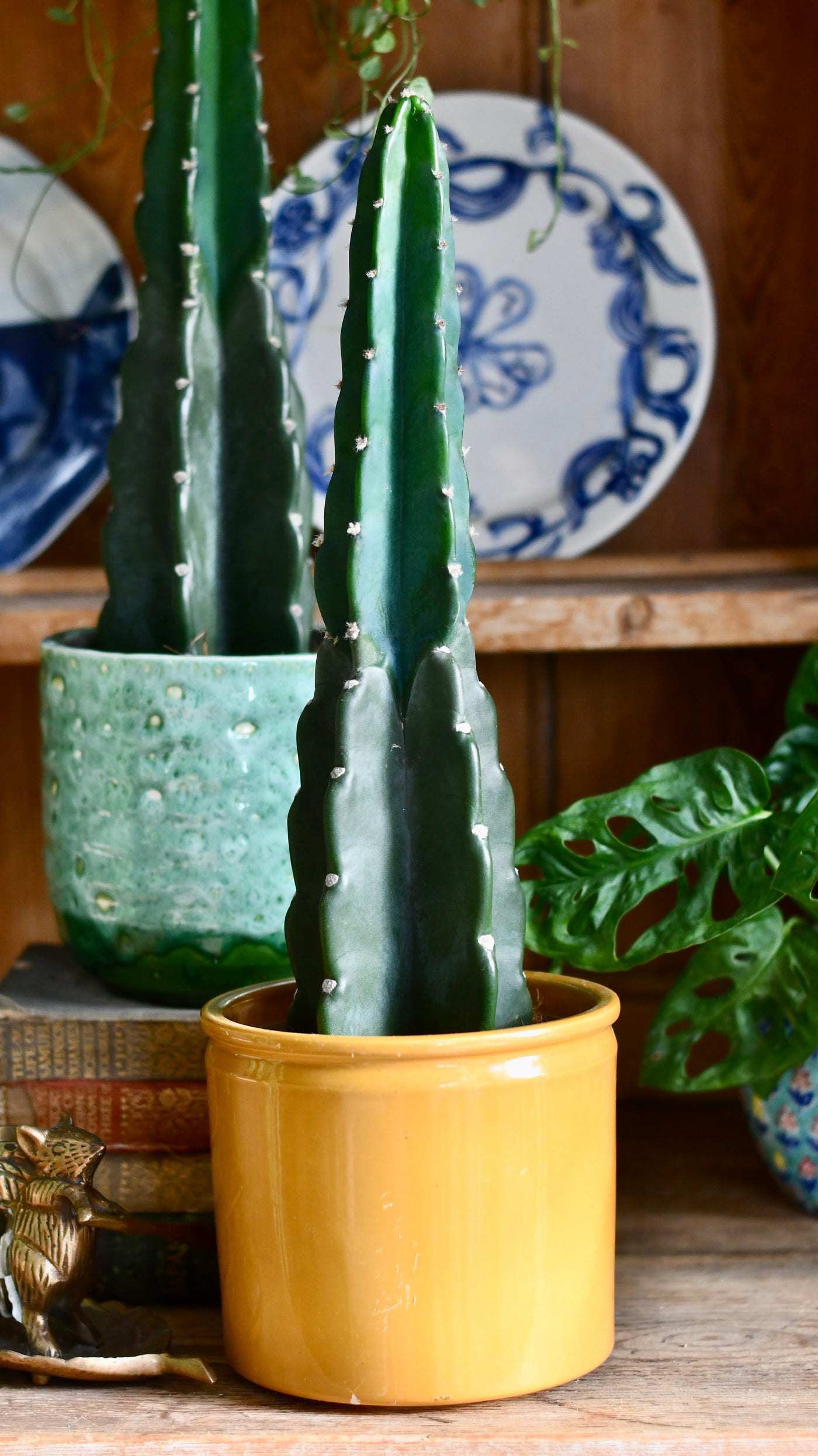 Cereus Jamacaru 'Cuddly Cactus'