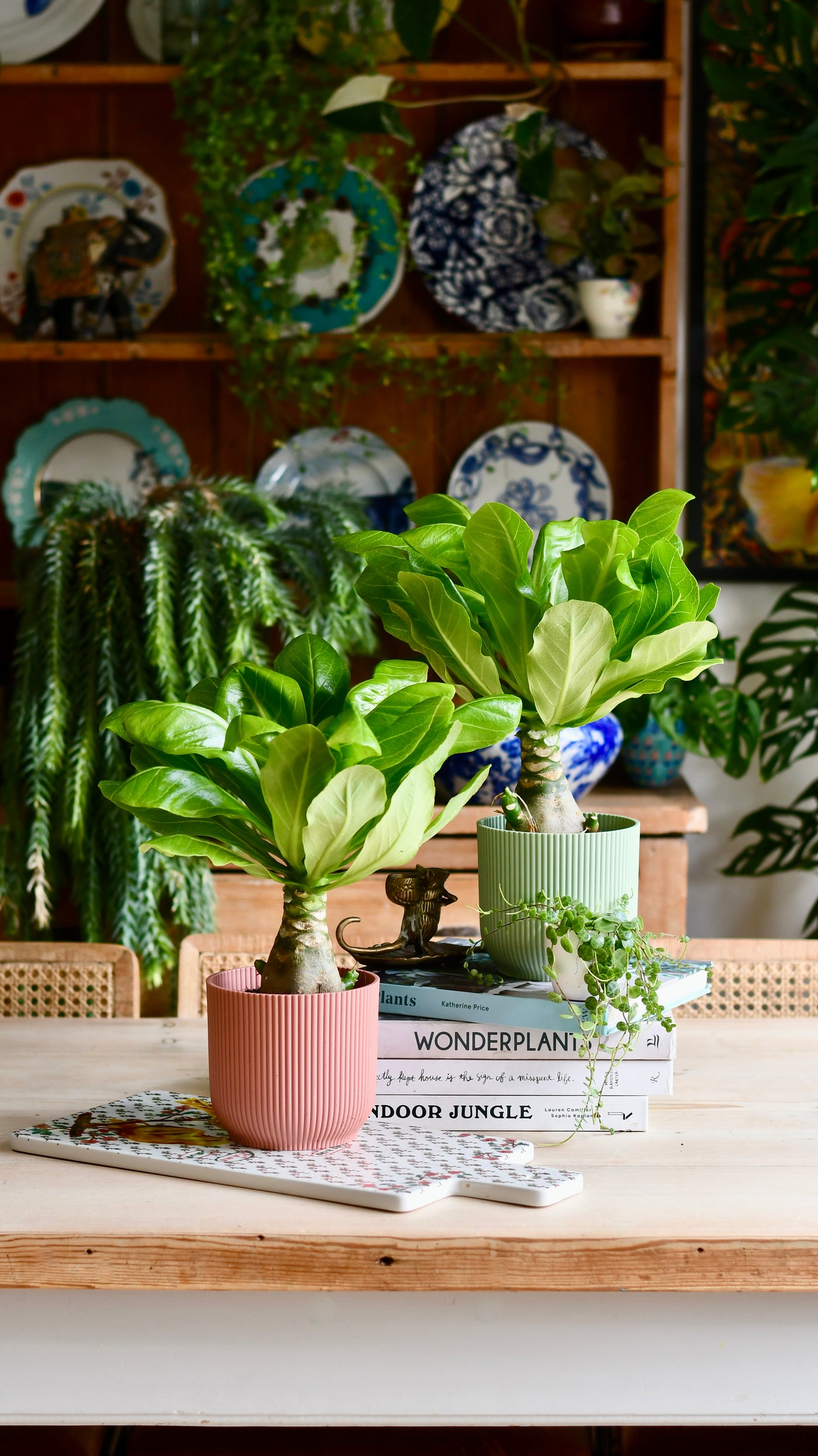 hawaiian palm indoor plant Brighamia insignis | Hawaiian palm