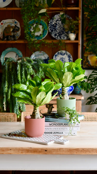 Brighamia insignis (Hawaiian Palm, Alula)