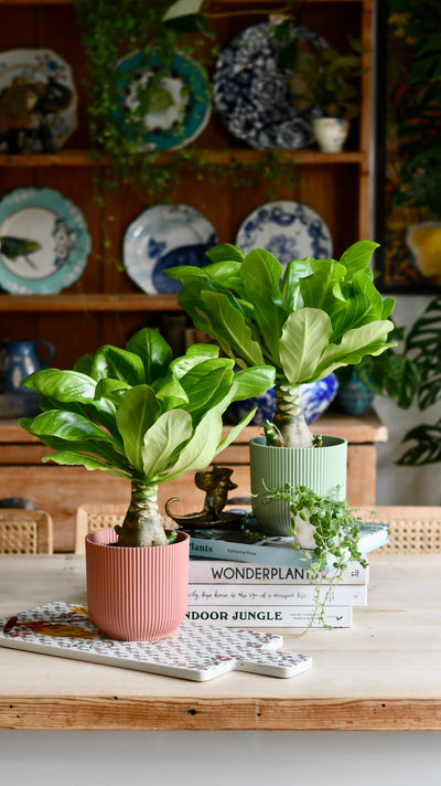 Brighamia insignis (Hawaiian Palm, Alula)