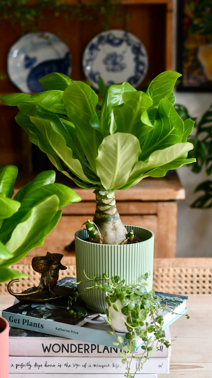 hawaiian palm plant Brighamia insignis | Hawaiian palm