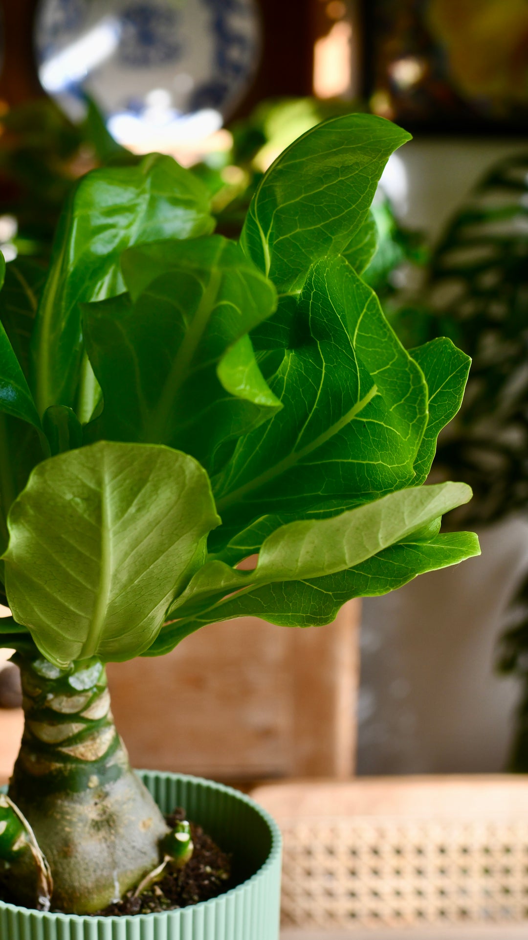 hawaiian palm indoor plant Brighamia insignis | Hawaiian palm