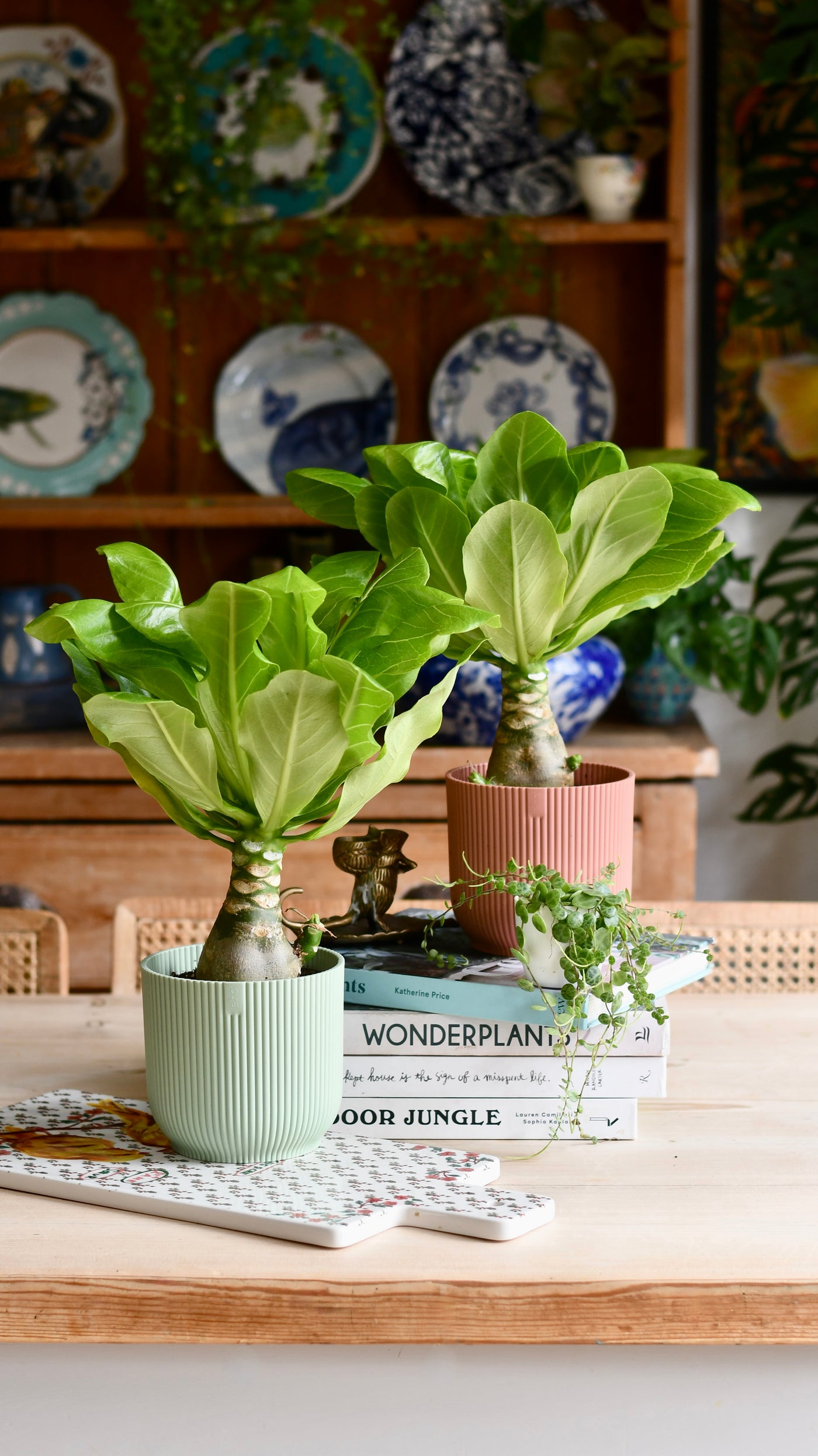 Brighamia insignis (Hawaiian Palm, Alula)