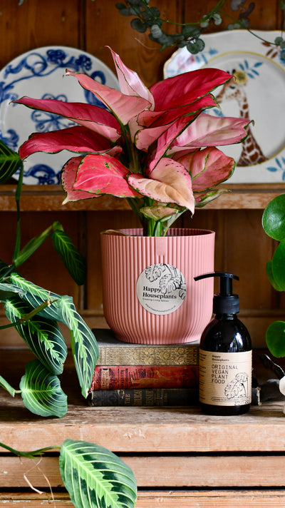 Aglaonema Pink Star Plant Gift Set with Pink Elho Pot (Optional Scented Candle & Plant Food)