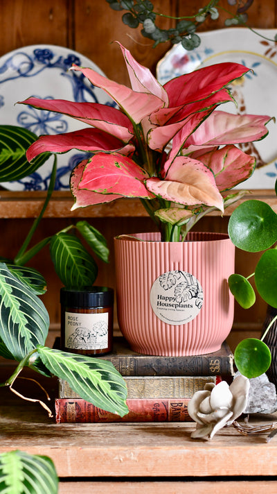 Aglaonema Pink Star Plant Gift Set with Pink Elho Pot (Optional Scented Candle & Plant Food)