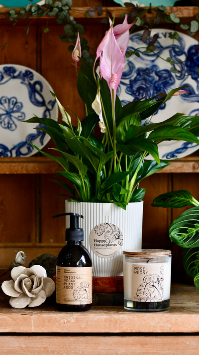 Spathiphyllum Bellini Plant Gift Set with White Elho Pot (Optional Scented Candle & Plant Food)