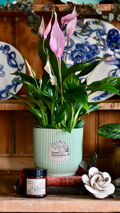 Spathiphyllum Bellini Plant Gift Set with Sorbet Green Elho Pot (Optional Scented Candle & Plant Food)