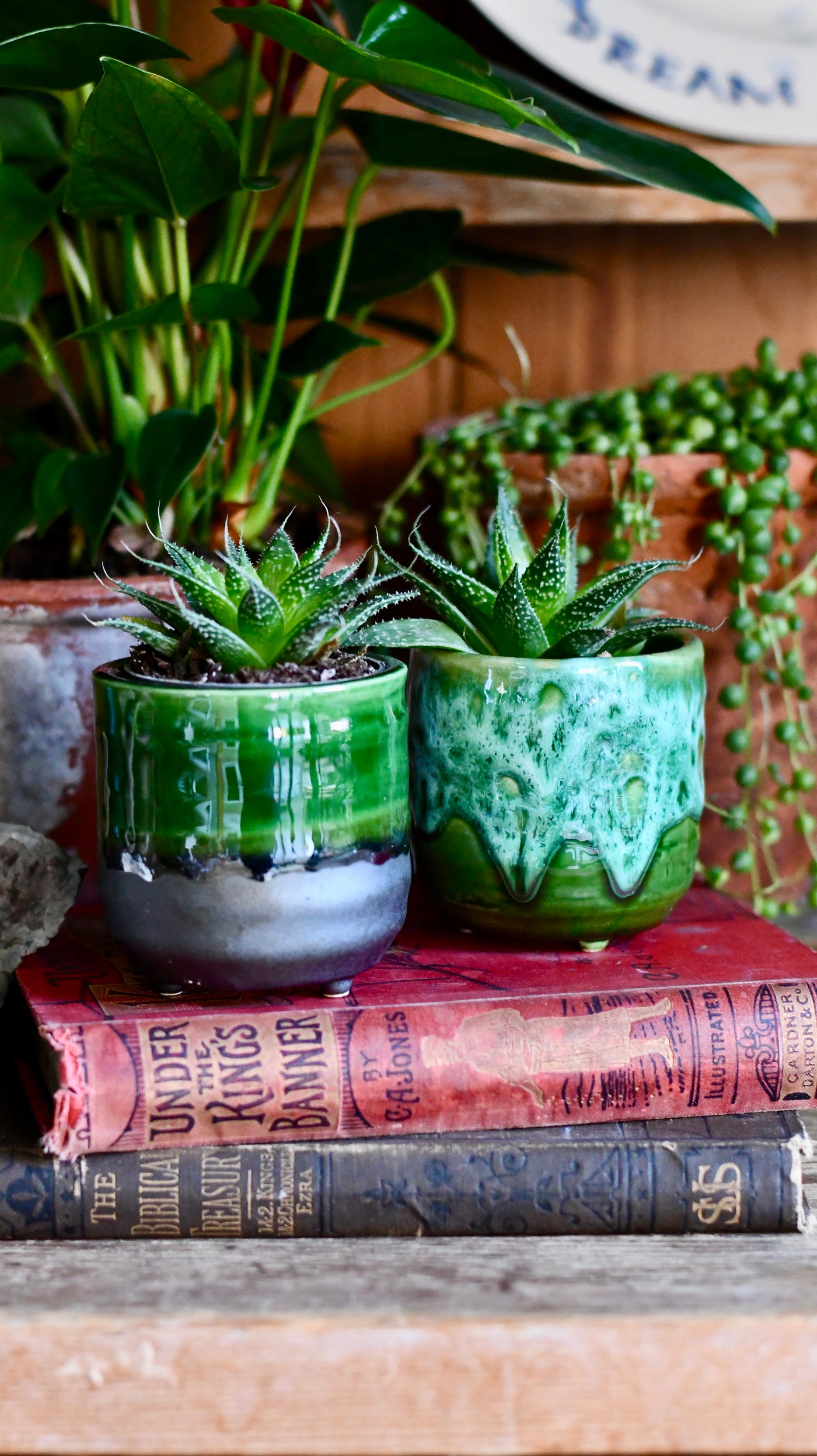 Baby Aloe Aristata | Lace Aloe