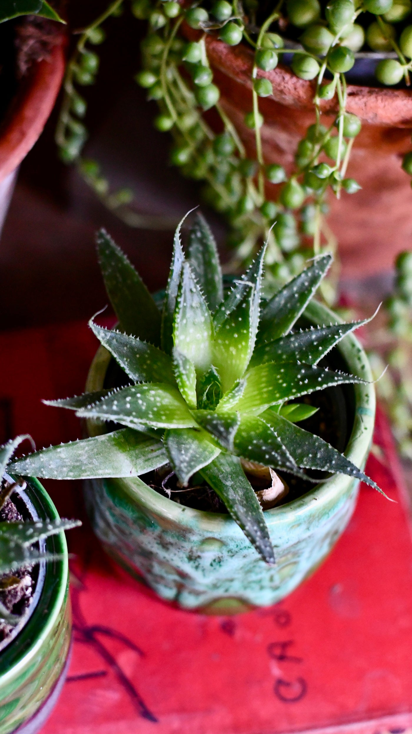 Baby Aloe Aristata | Lace Aloe