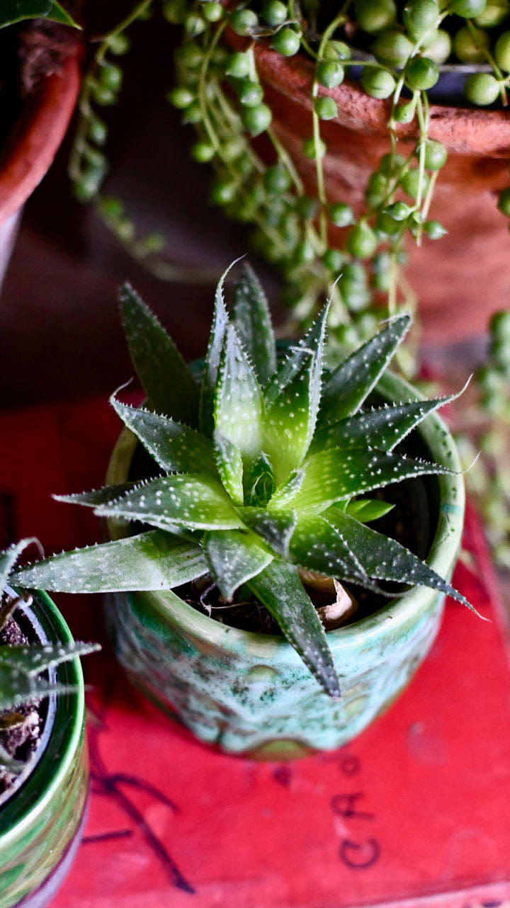 Small Aloe Vera Plant