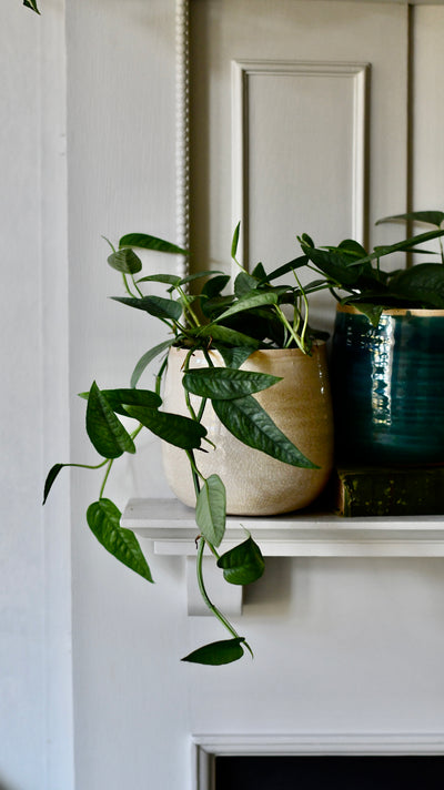 Epipremnum Cebu Blue (Cebu Blue Pothos, Epipremnum pinnatum)