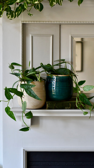 Epipremnum Cebu Blue (Cebu Blue Pothos, Epipremnum pinnatum)