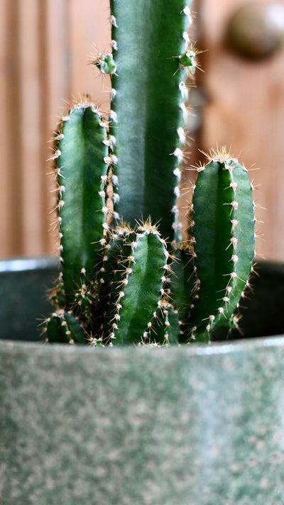 Cereus peruvianus