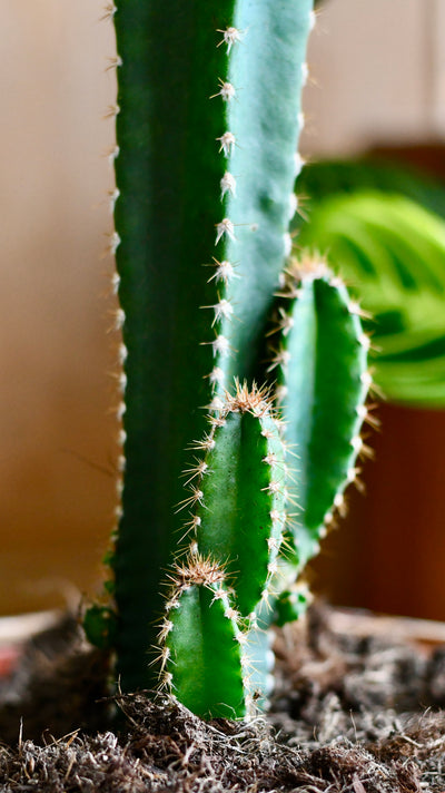 Cereus peruvianus