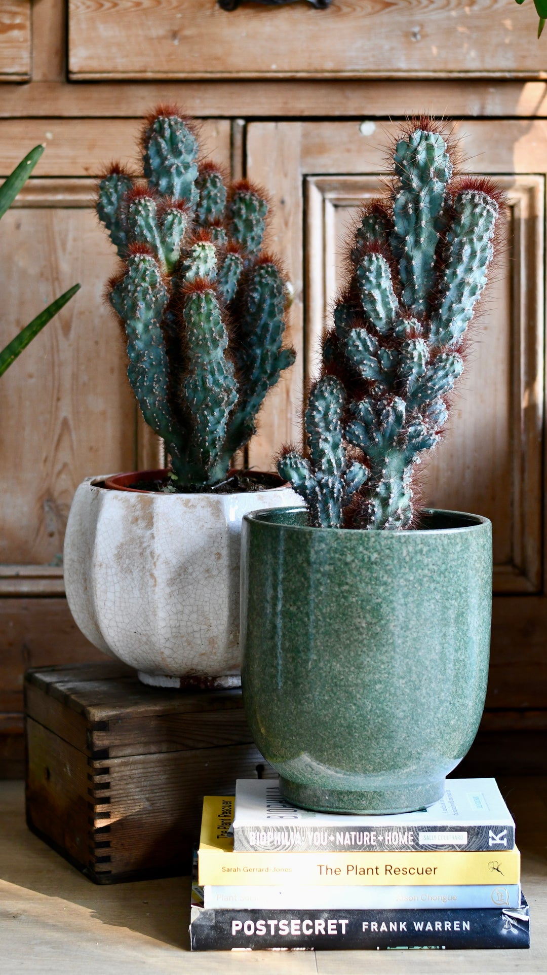 POWERS TO FLOWERS - CEREUS PERUVIANUS SALVARADIAZIONI IN VASO Ceramica Bordeaux E Sottovaso In Ceramica Grigio Satinato Pianta Vera POWERS TO FLOWERS - CEREUS PERUVIANUS SALVARADIAZIONI IN VASO Ceramica Bordeaux E Sottovaso In Ceramica Grigio Satinato Pianta Vera