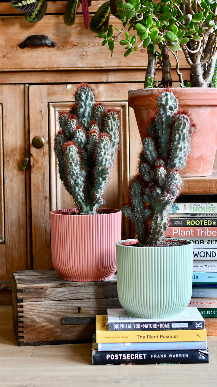 Cereus peruvianus 'Monstrosus' | Rare Cactus