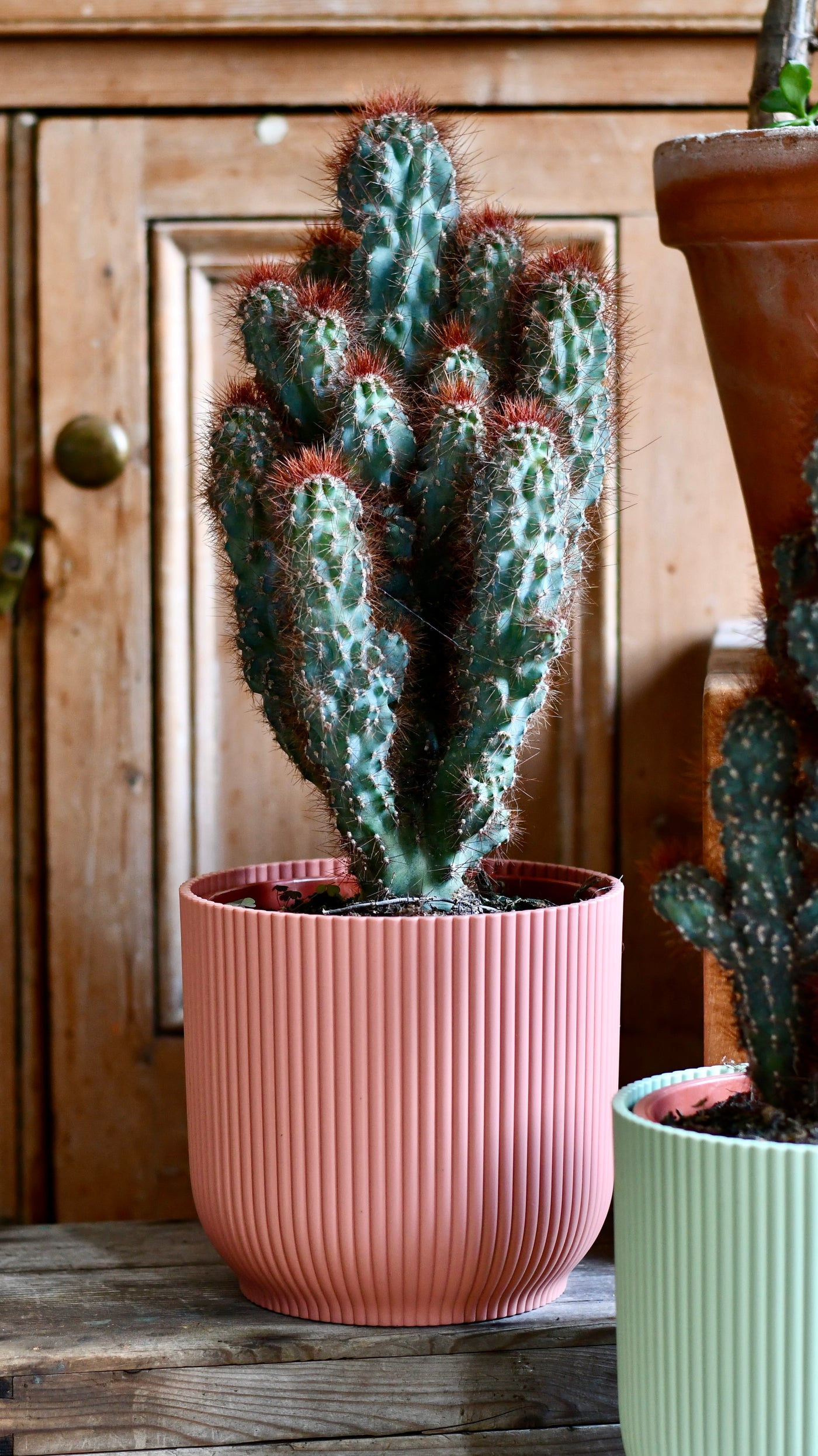 Cereus Peruvianus ‘Monstrosus’