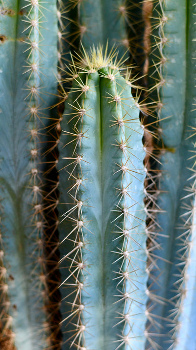 Pilocereus pachycladus azureus | Brazilian Blue Cactus | Blue Columnar Cactus