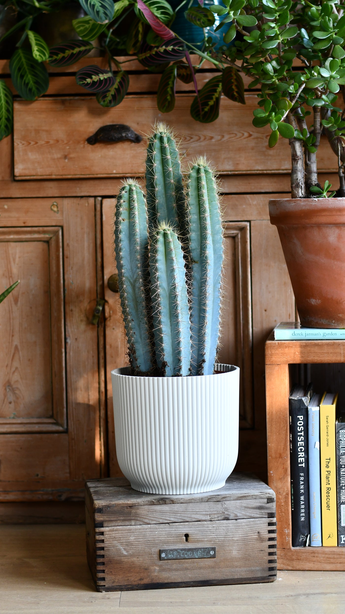 types of blue cactus Euphorbia Erytrea Variegata | Rare Cactus