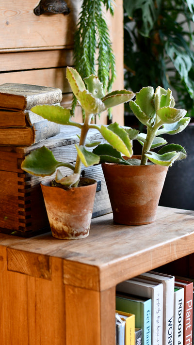 Kalanchoe Beharensis (Felt plant, Felt Bush, Velvet Leaf)