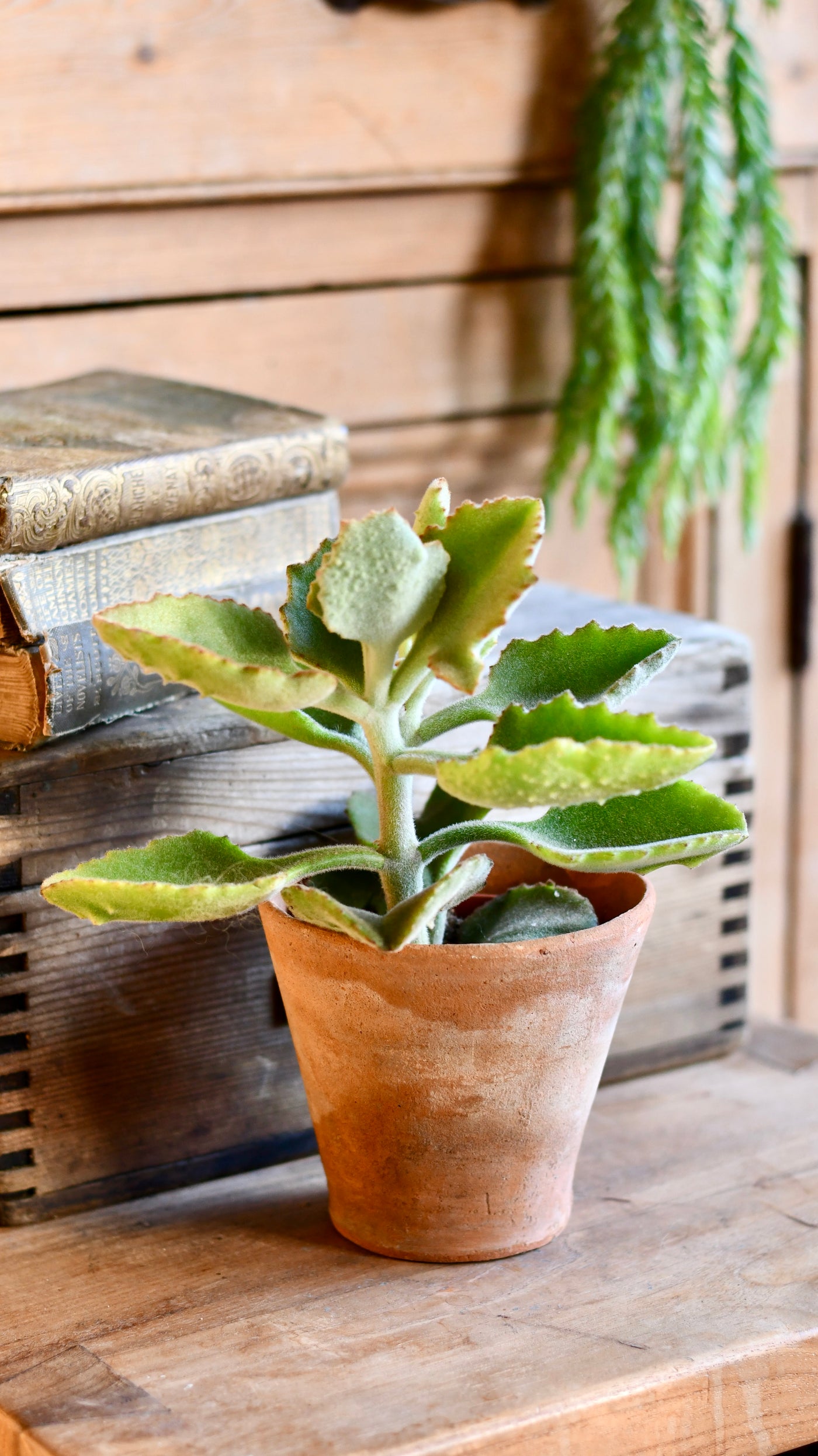 felt bush succulent Kalanchoe Beharensis (Felt plant, Felt Bush, Velvet Leaf) – Happy Houseplants