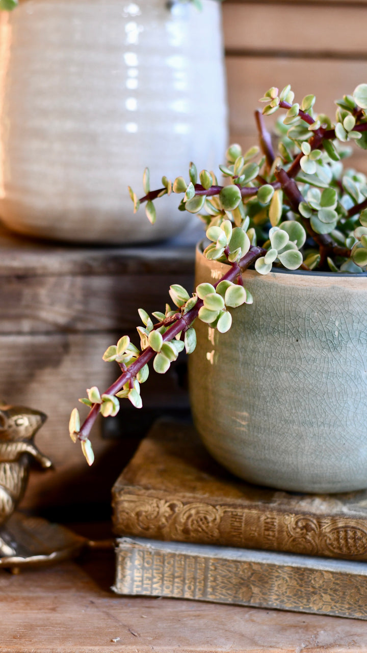 Portulacaria Afra Var. | Rare Elephant Bush | Happy Houseplants