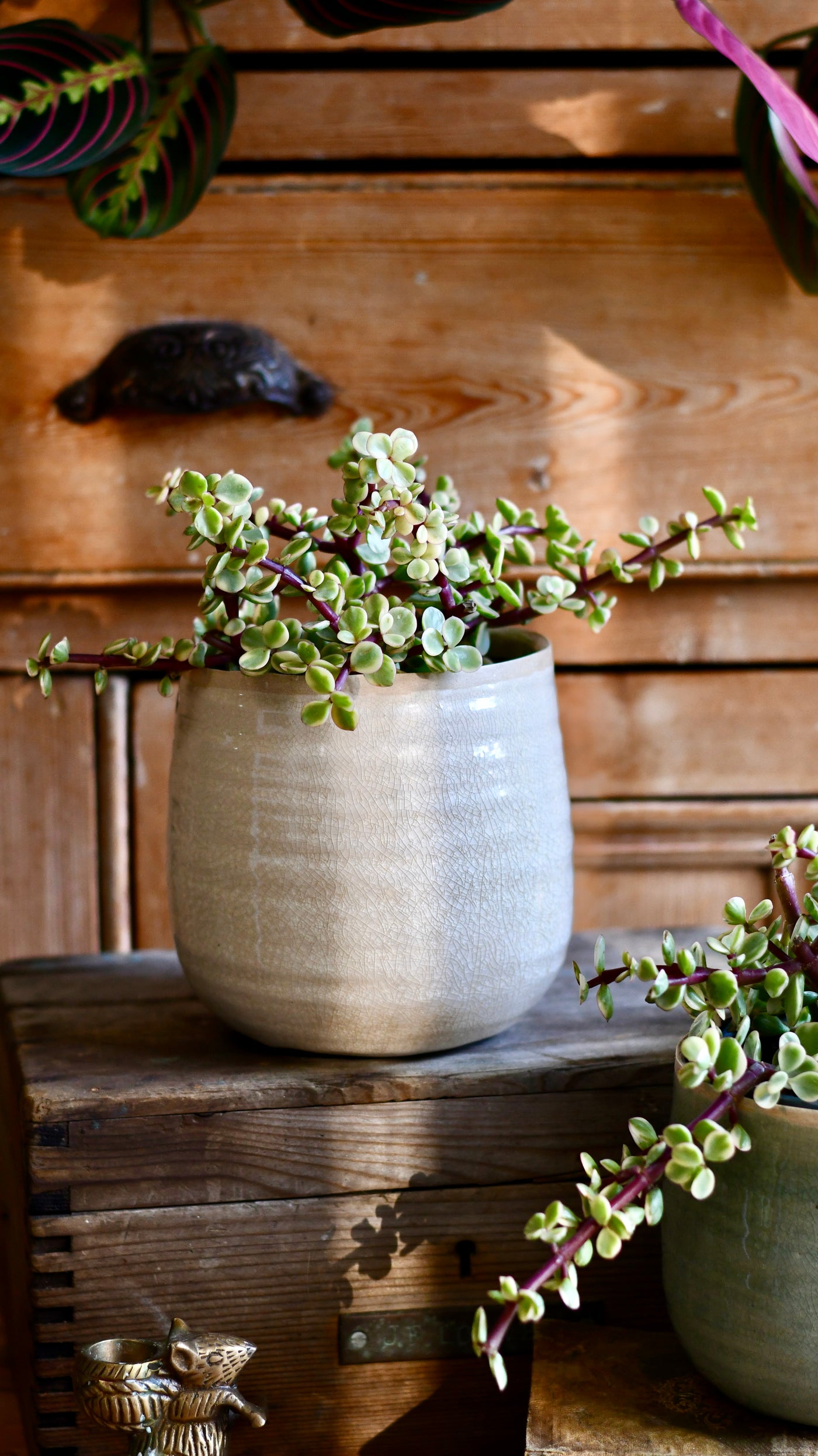 Variegated Portulacaria Afra  (Elephant bush, dwarf jade plant, porkbush)