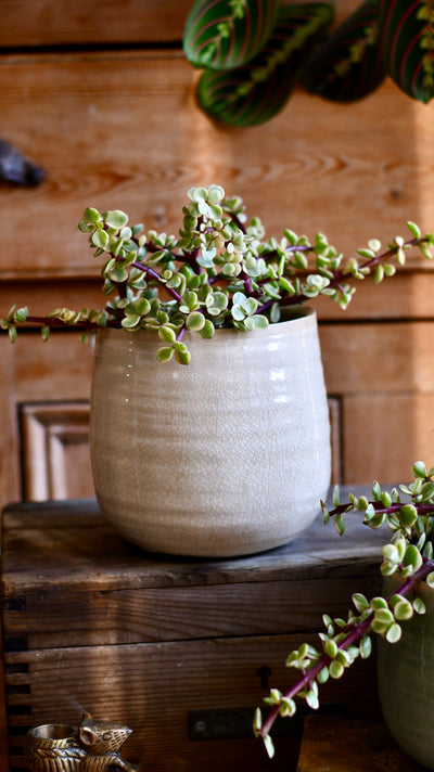 Variegated Portulacaria Afra  (Elephant bush, dwarf jade plant, porkbush)