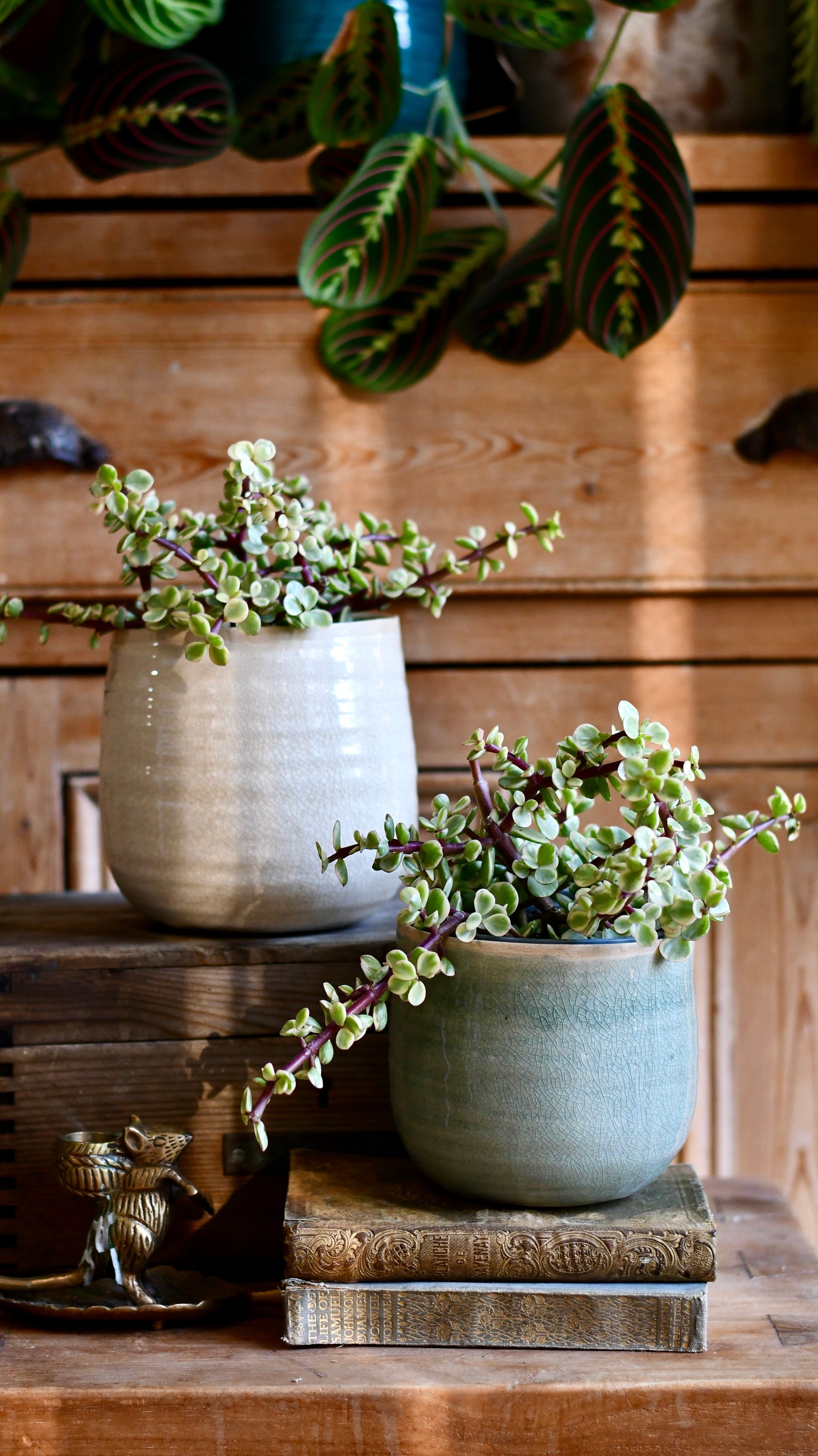 Variegated Portulacaria Afra  (Elephant bush, dwarf jade plant, porkbush)