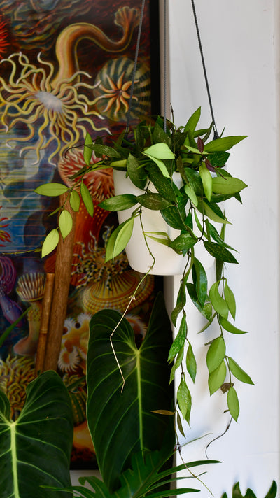 Hoya Pubicalyx 'Splash' (wax plants, wax vines, and wax flowers)