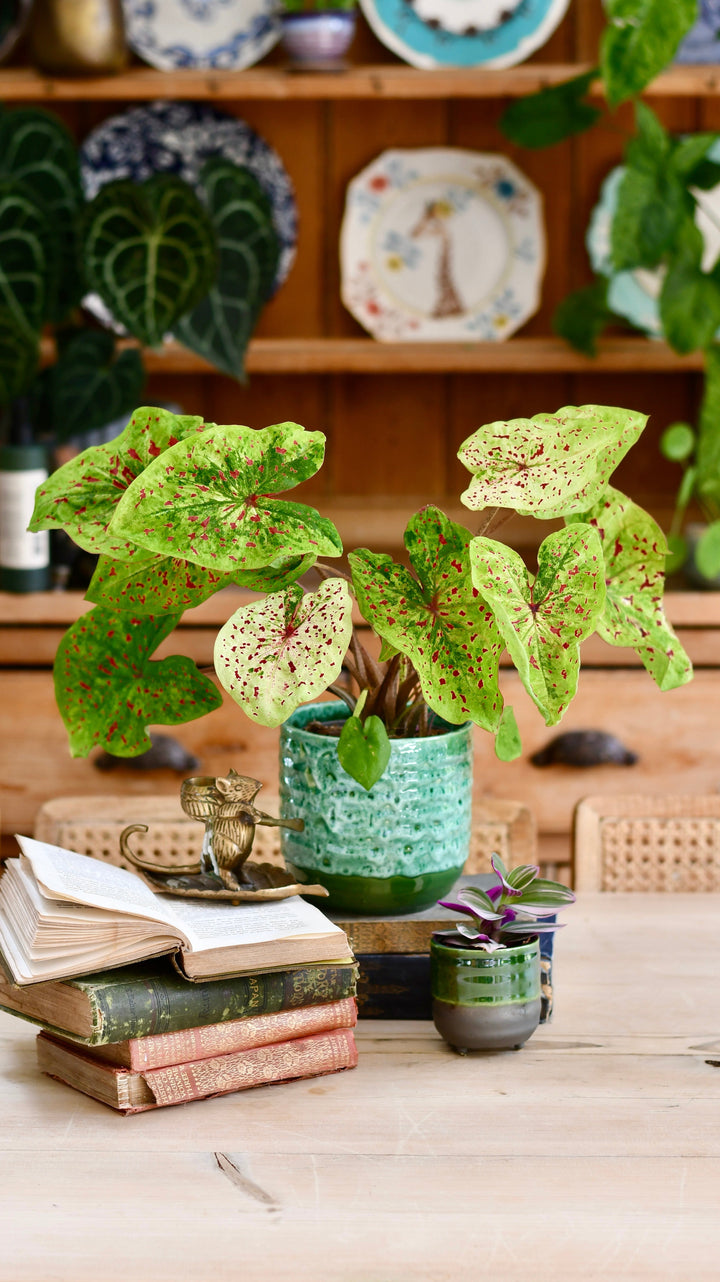 green indoor plant pot Happy Houseplants | Glazed Ceramic Plant Pot
