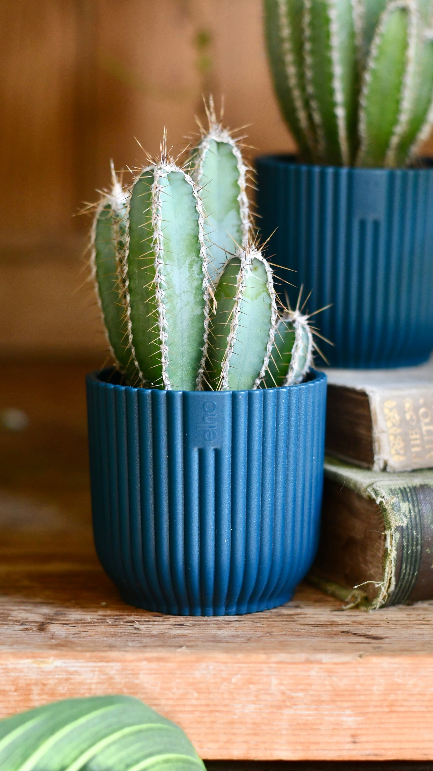 Baby Cereus Forbesii