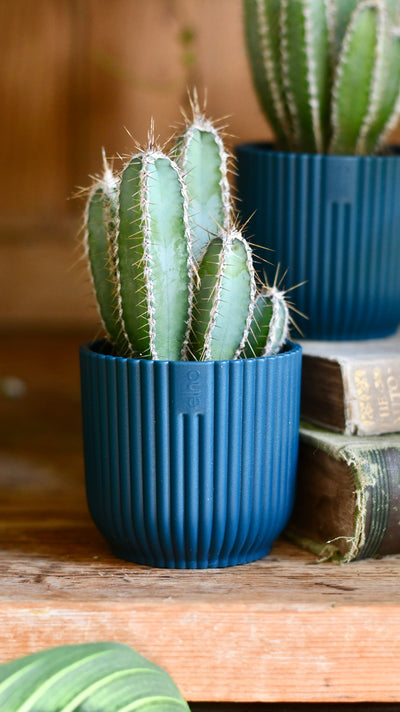 Baby Cereus Forbesii