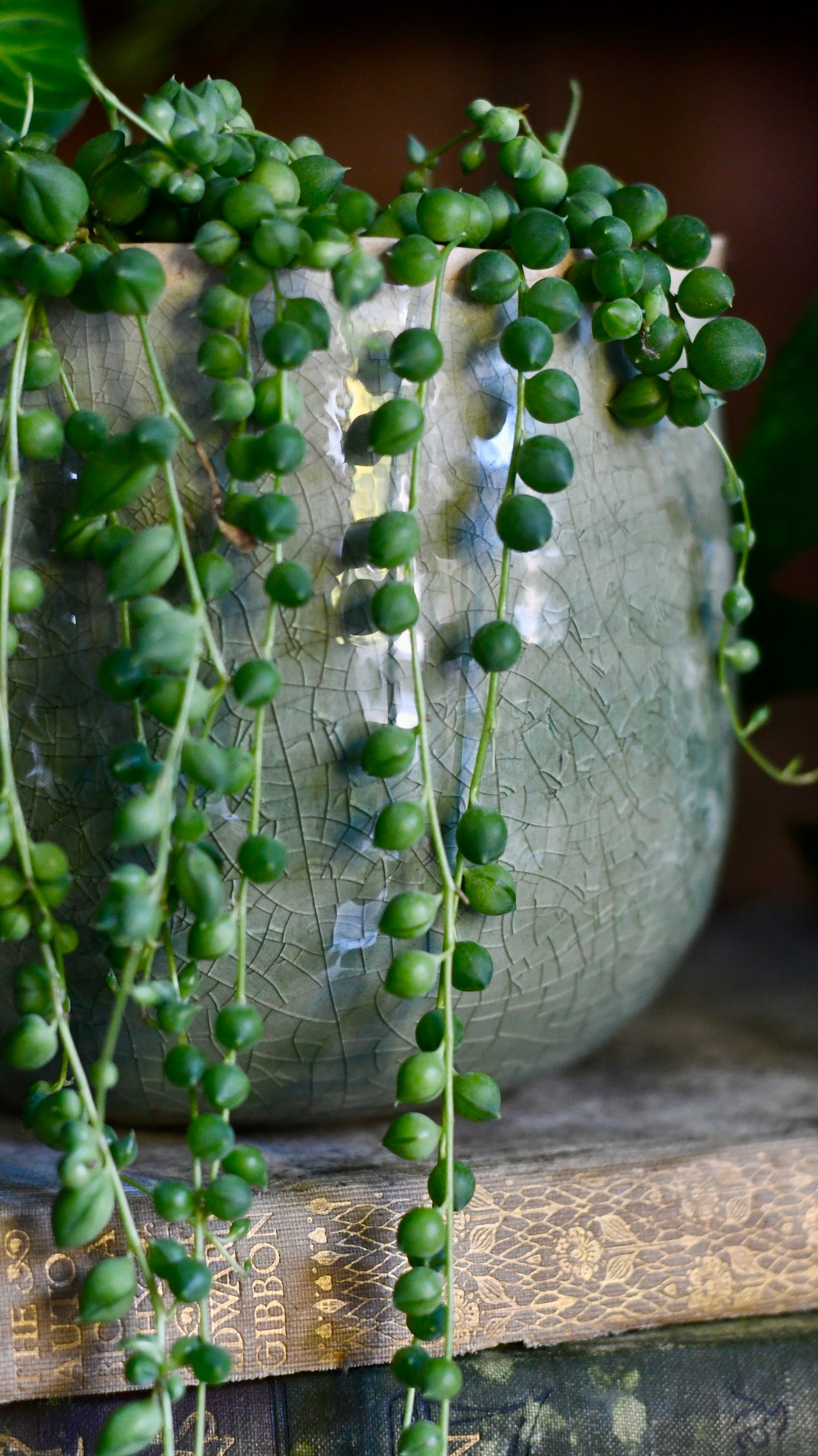 Senecio Rowleyanus - String of Pearls & Como Pot