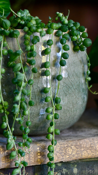Senecio Rowleyanus - String of Pearls & Como Pot