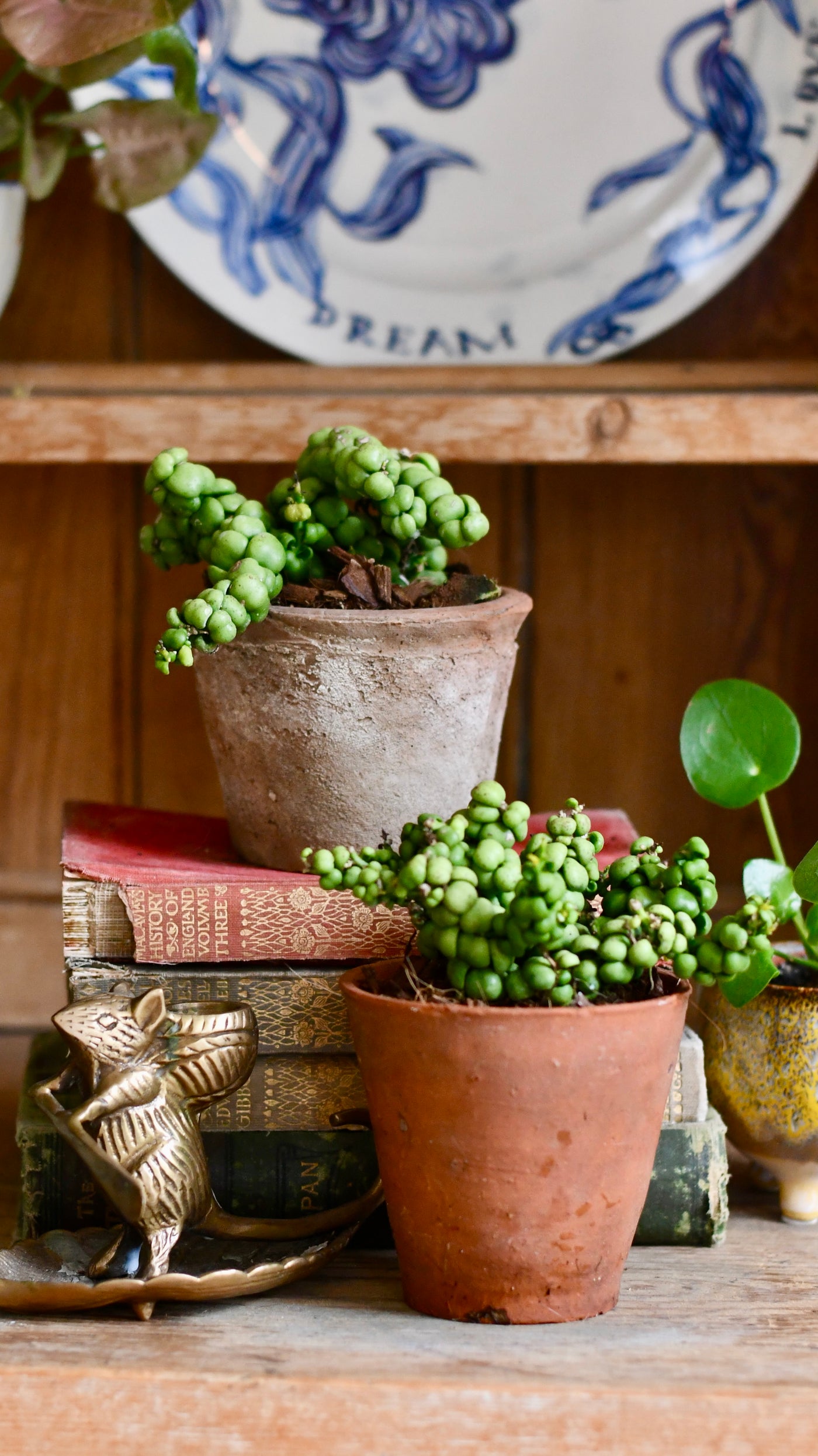 pangolin succulent Dischidia nummularia 'Ideaminubu' | Pangolin Kisses | Indoor Plants Delivered To Your Door