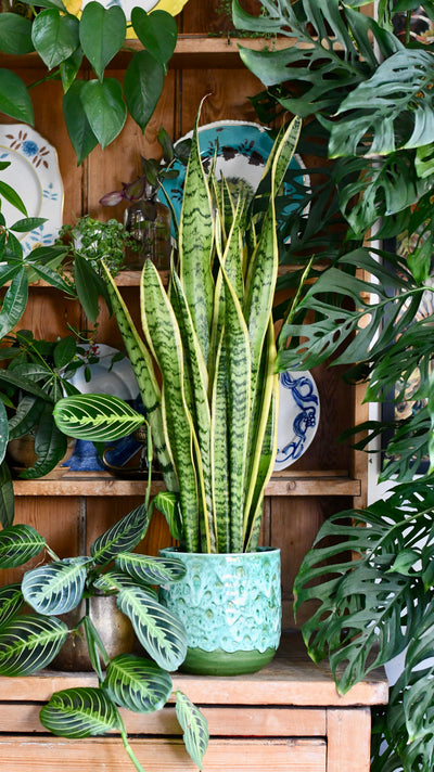 Sansevieria Laurentii | Snake Plant | Mother in Laws Tongue