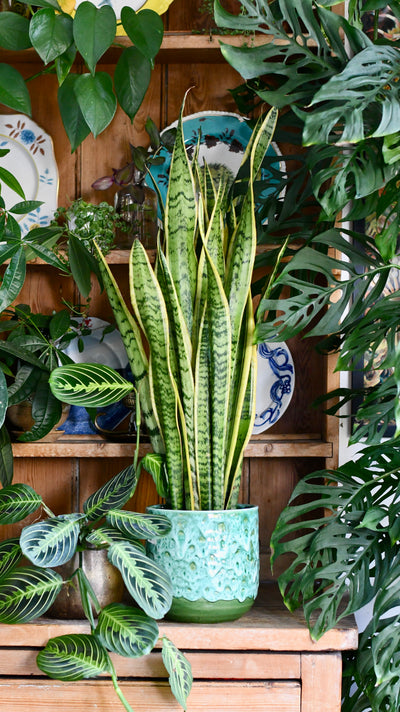 Sansevieria Laurentii, Variegated Snake Plant, Mother in Laws Tongue