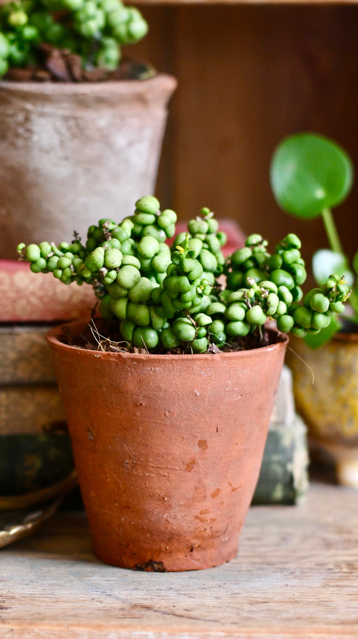 Dischidia nummularia 'Ideaminubu' or 'Pangolin Kisses'