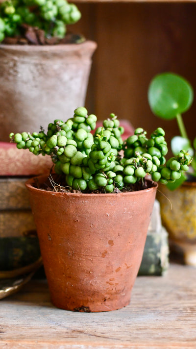 Dischidia nummularia 'Ideaminubu' or 'Pangolin Kisses'