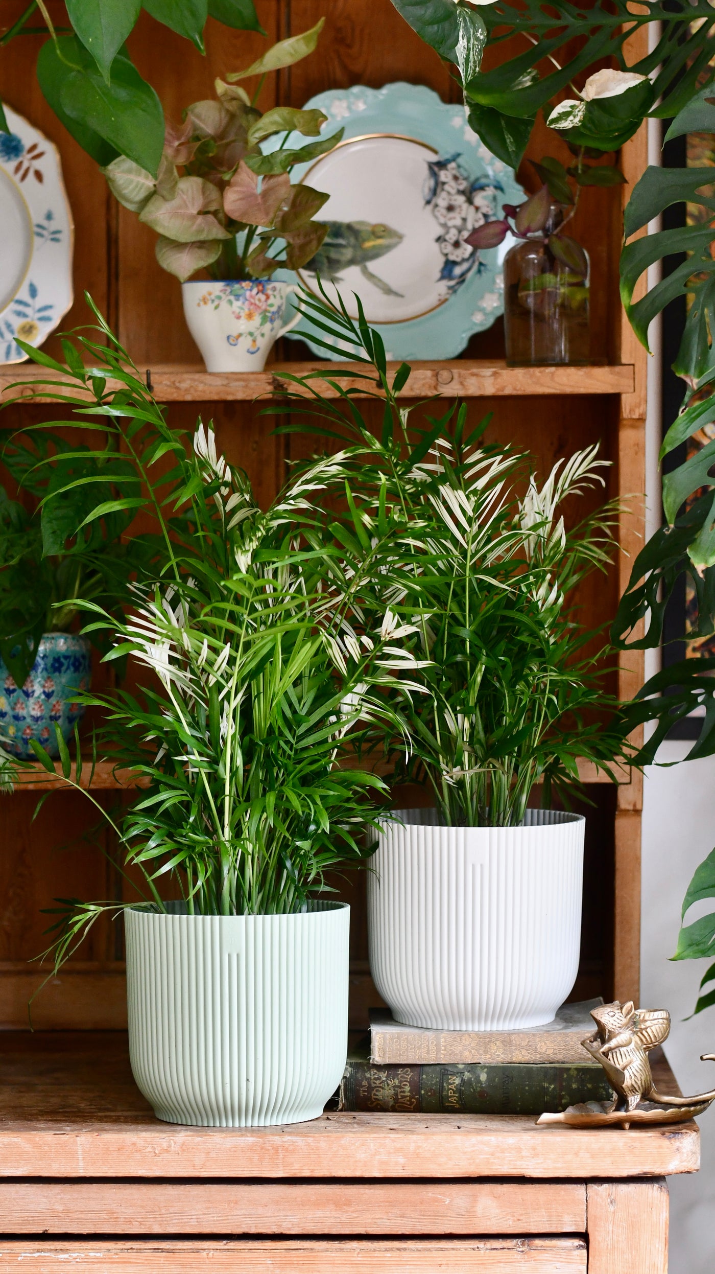 variegated parlor palm Happy Houseplants | Chamaedorea Elegans Variegata