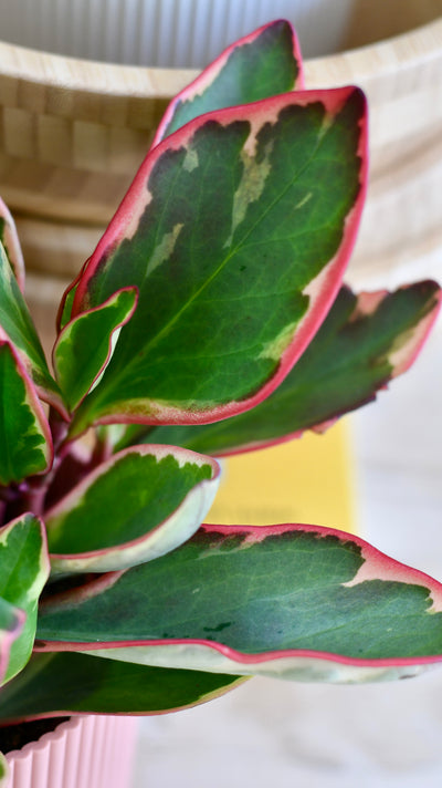 Peperomia Clusiifolia Jelly & Pot (Variegated Red Edge Peperomia)