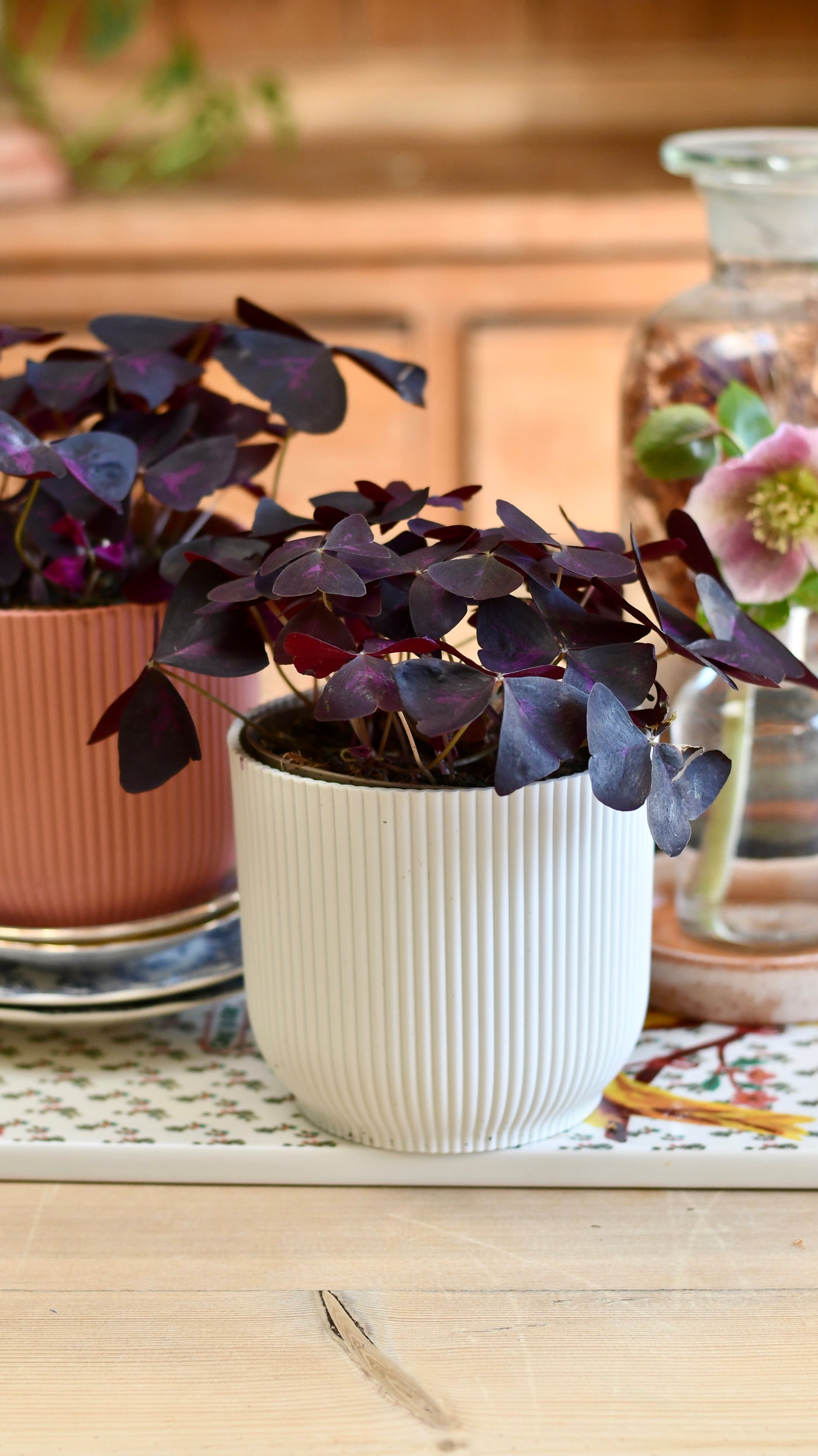 Oxalis Triangularis 'Purple Shamrock’ & Vibes Pot