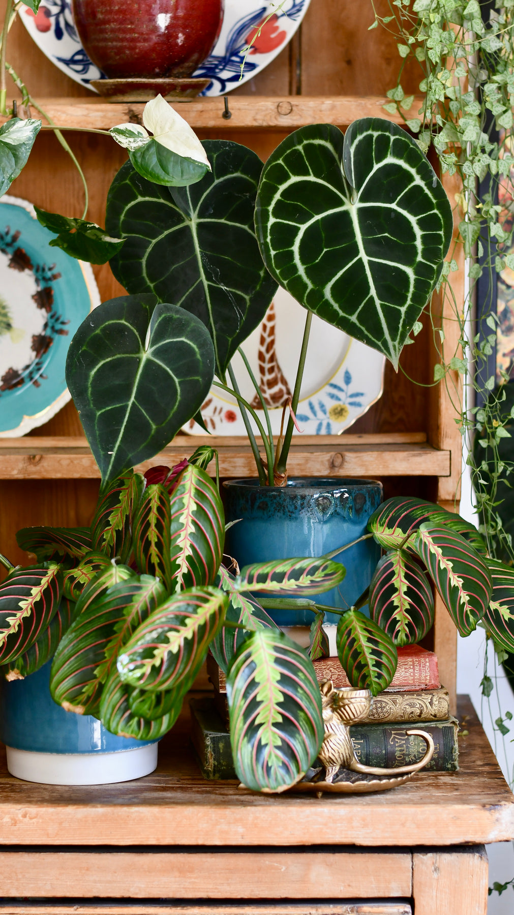 Anthurium Clarinervium (Giant Laceleaf Plant)