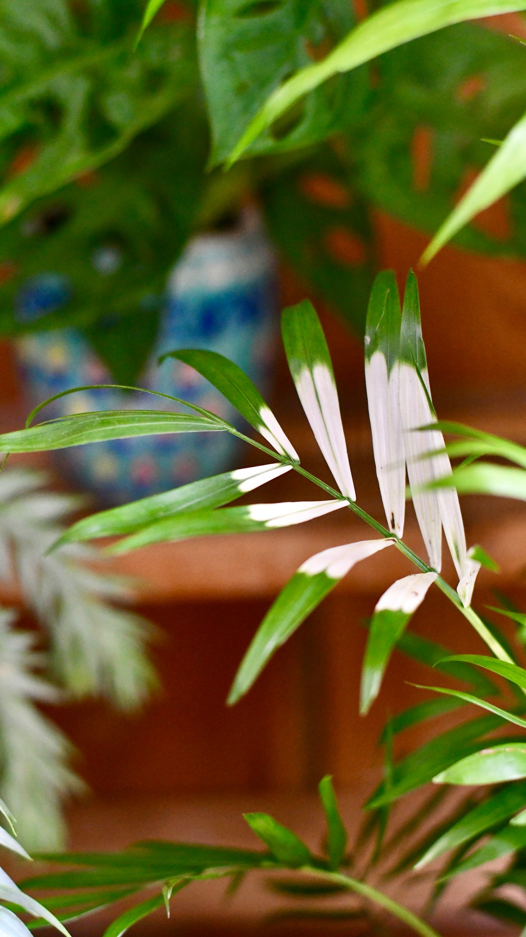 Happy Houseplants | Chamaedorea Elegans Variegata