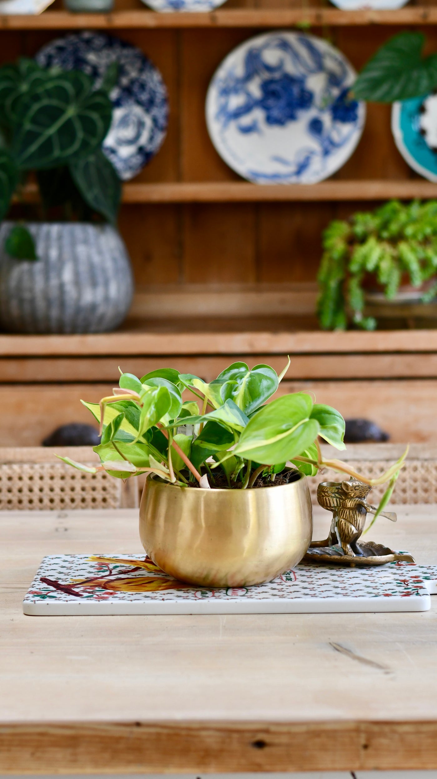 Philodendron Scandens Brasil in Atsu Brass pot